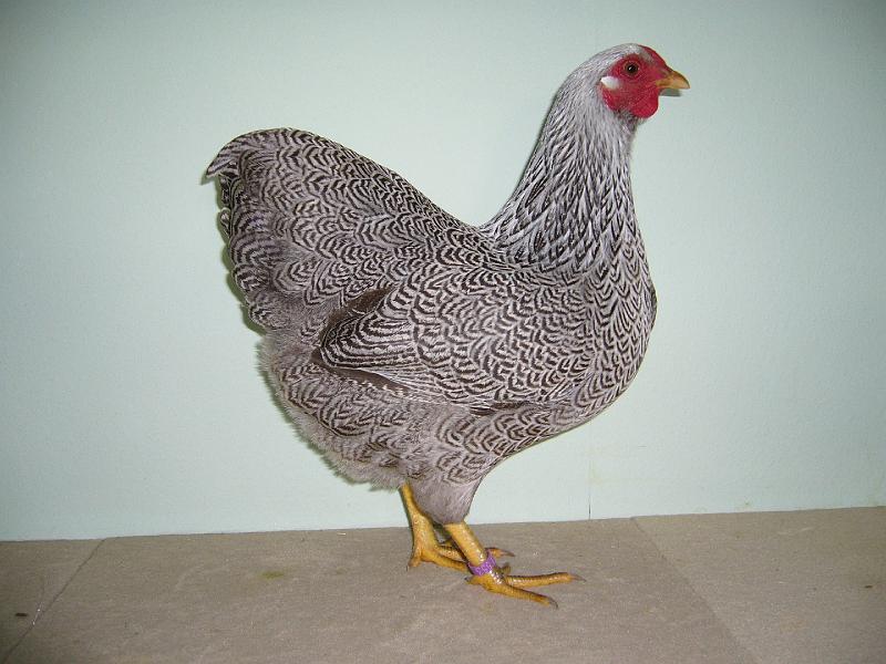 Muenster 2008 289.jpg - Zwerg Wyandotten silberfarbig-gebändert von J.Böggemeyer Preis V97 EB